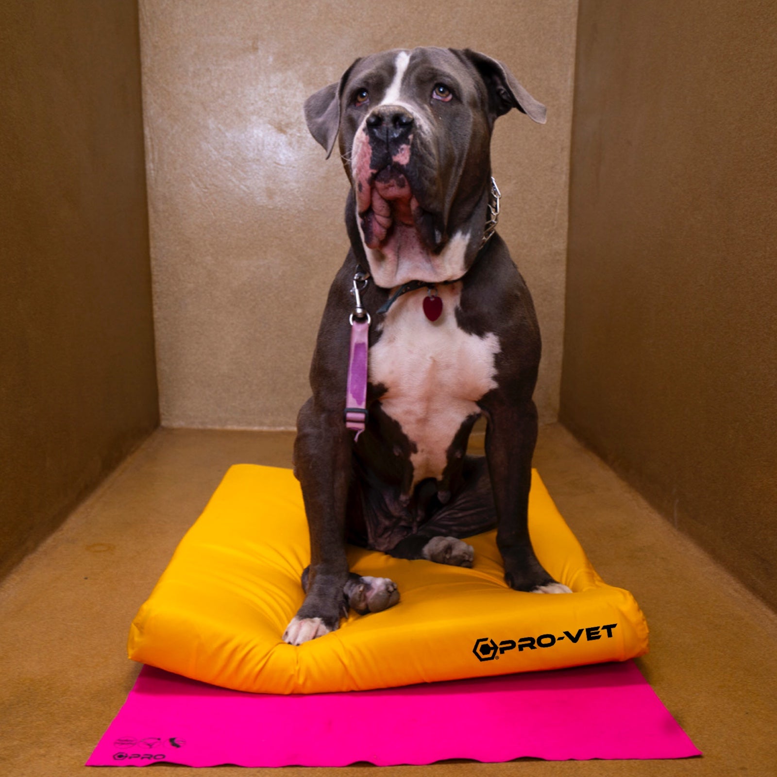 Dog sitting on a yellow Pro-Vet dog bed with a pink mat underneath.