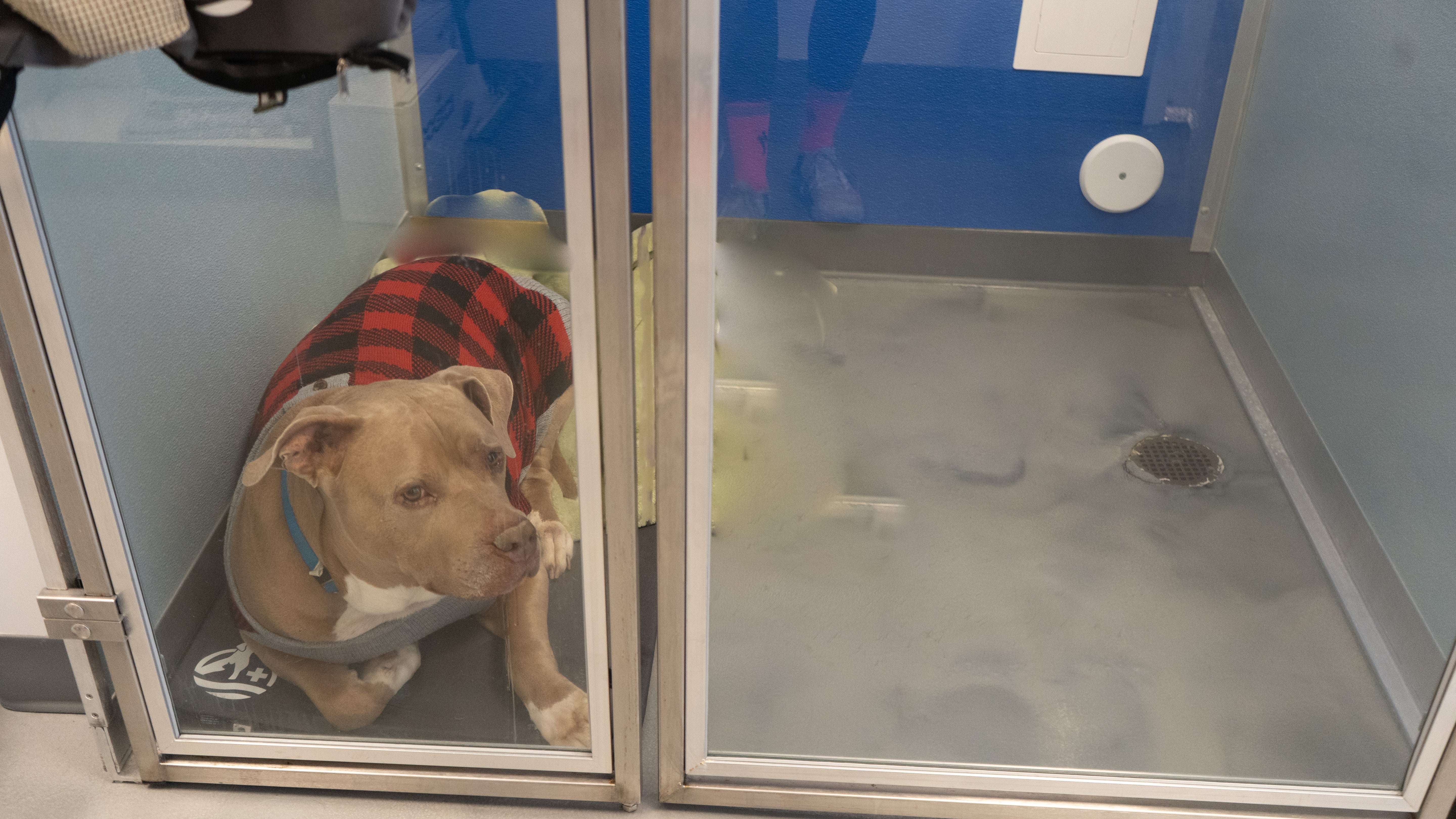 Kennel Recovery Cushions