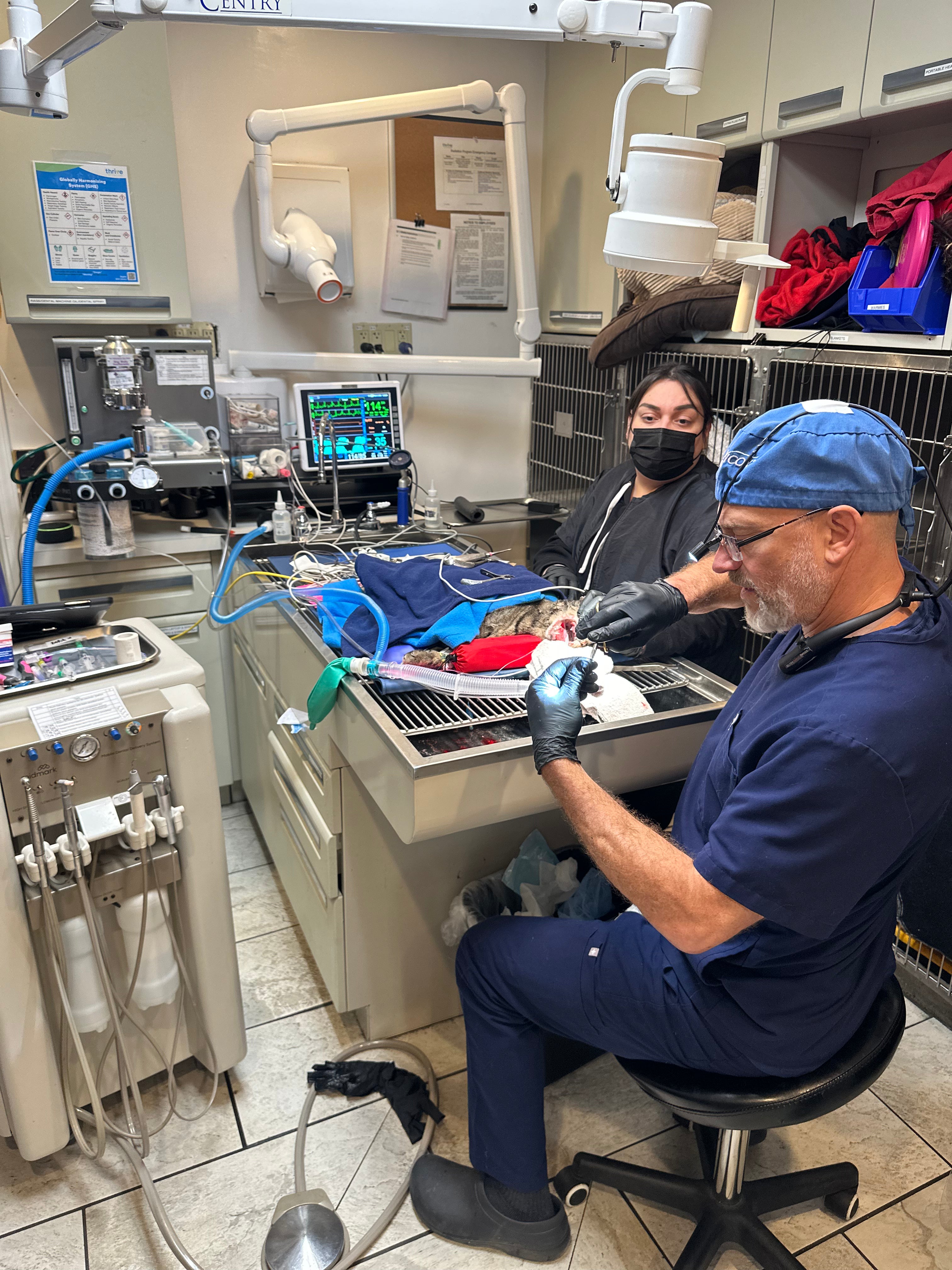 Veterinary Doctor and RVT working on dentals for dogs with patient comfort pro-vet line