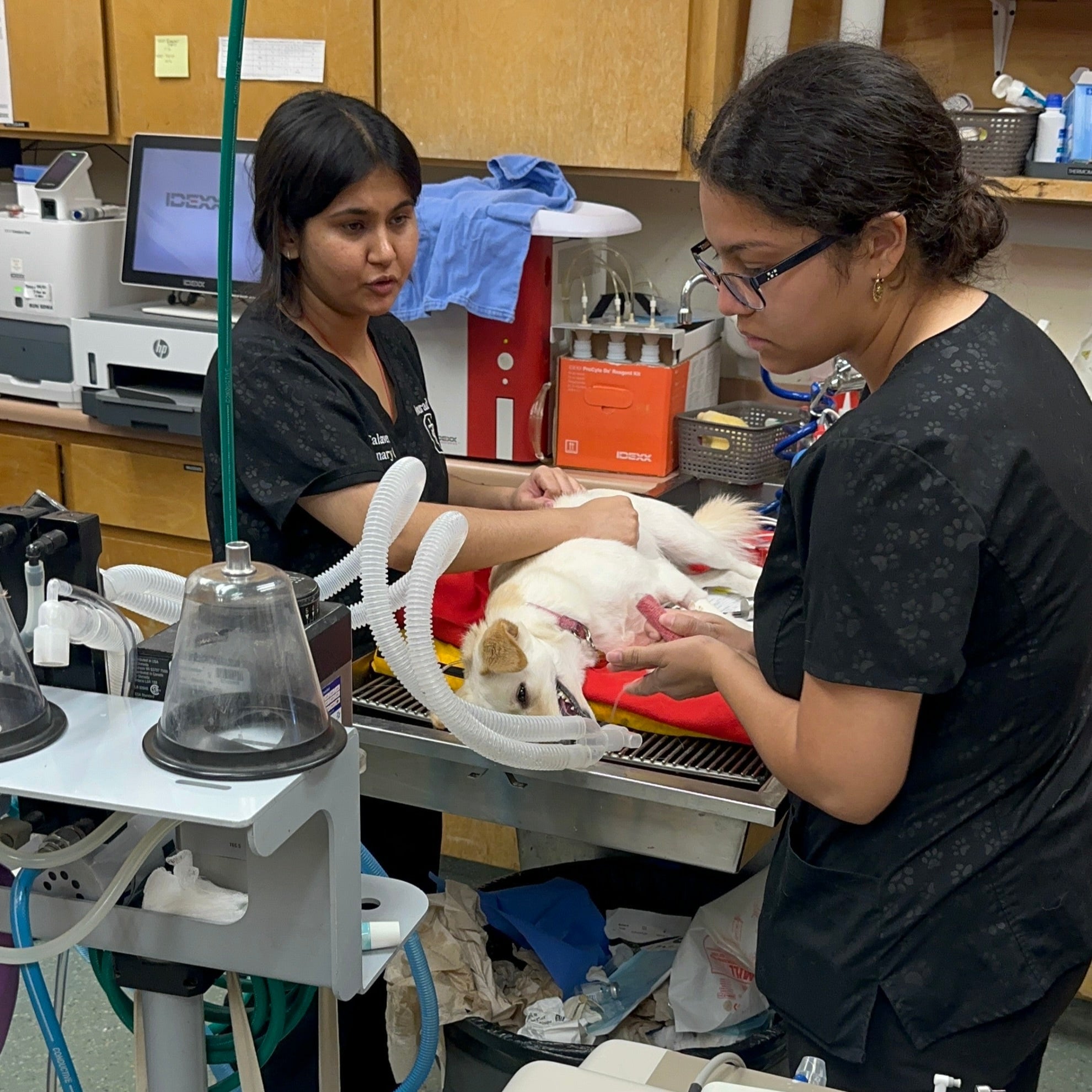 Vet techs in veterinary setting with Contingenci equipment working on dog