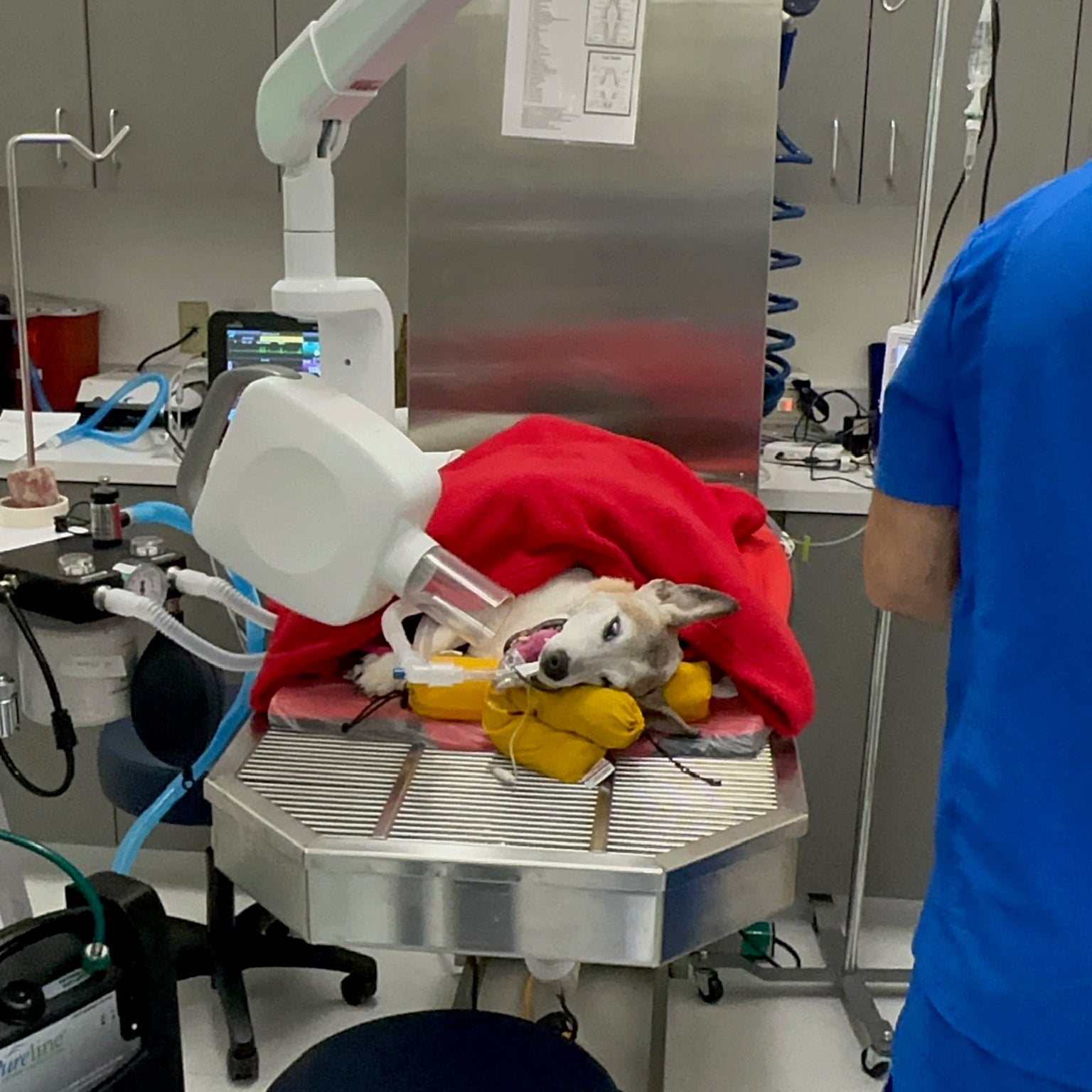 A small dog lies on a metal examination table in a veterinary clinic, covered with a red blanket and yellow toys, while a person in blue scrubs stands nearby. Surgical lights, cabinets, and medical equipment are visible in the room.