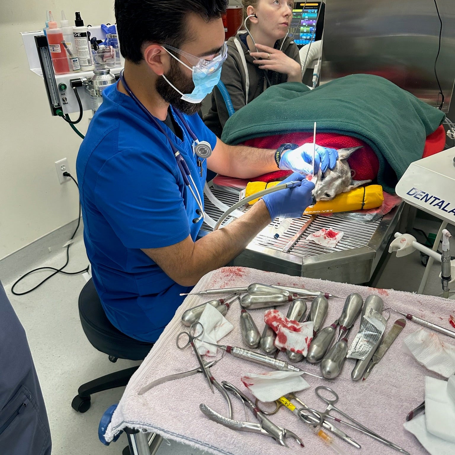 A veterinarian in a blue scrub top and face mask performs surgery on a small animal on an operating table, with another person standing nearby and surgical instruments laid out on a draped table in the foreground.