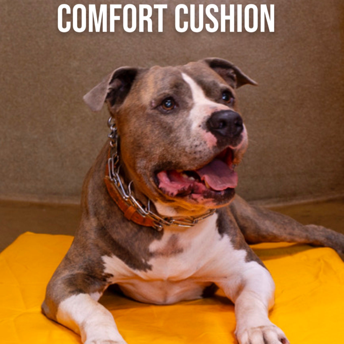 Dog lying on a Pro-Vet comfort cushion with the brand name displayed above.