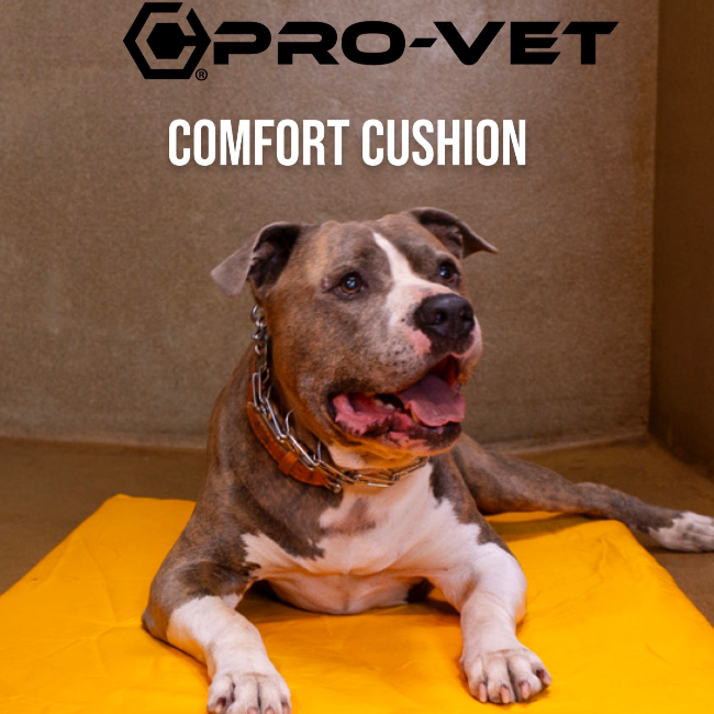 Bully on a Pro-Vet comfort cushion in veterinary kennel