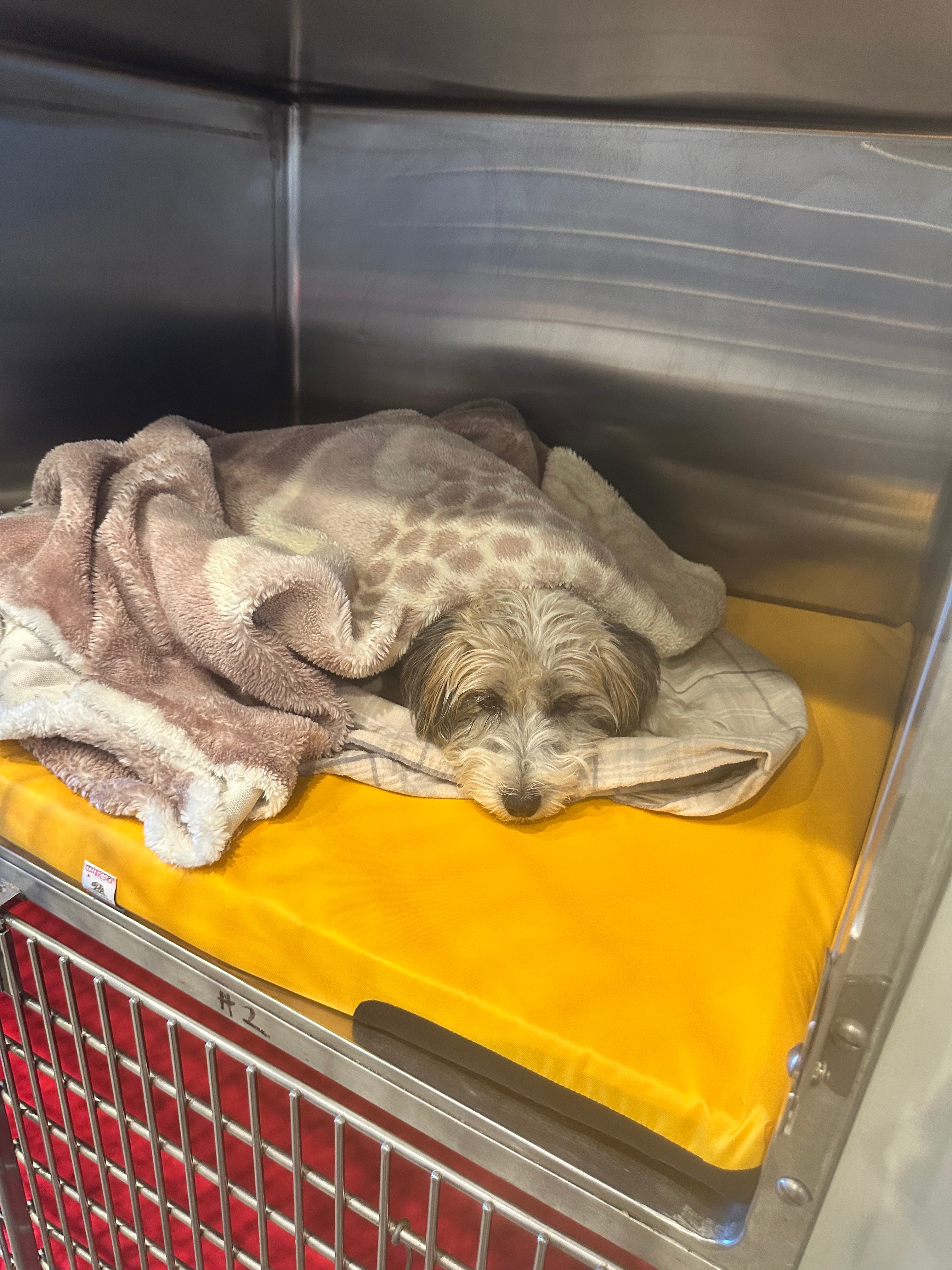 š¦ Water-Resistant Cover for Comfort Recovery Cushion ā Durable. Sustainable.