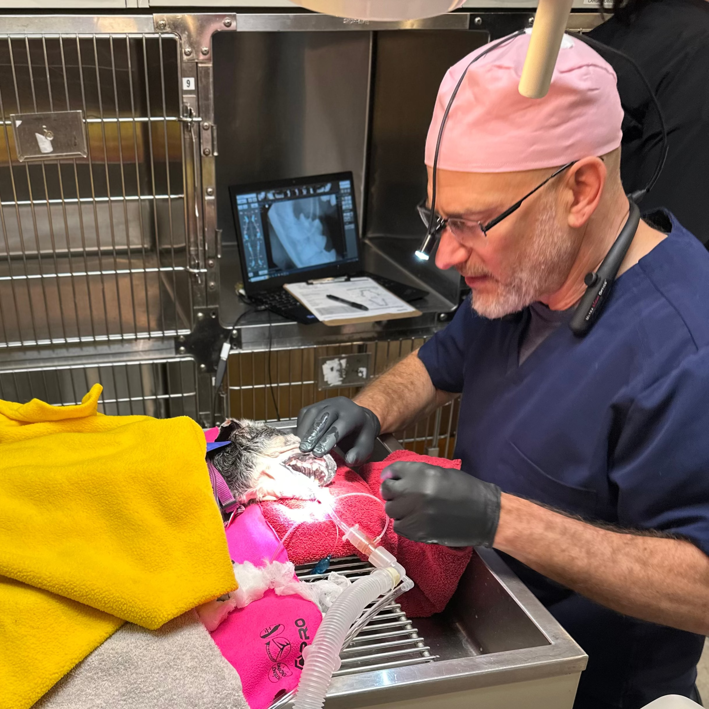 Veterinarian attending to a patient in an operating room setting