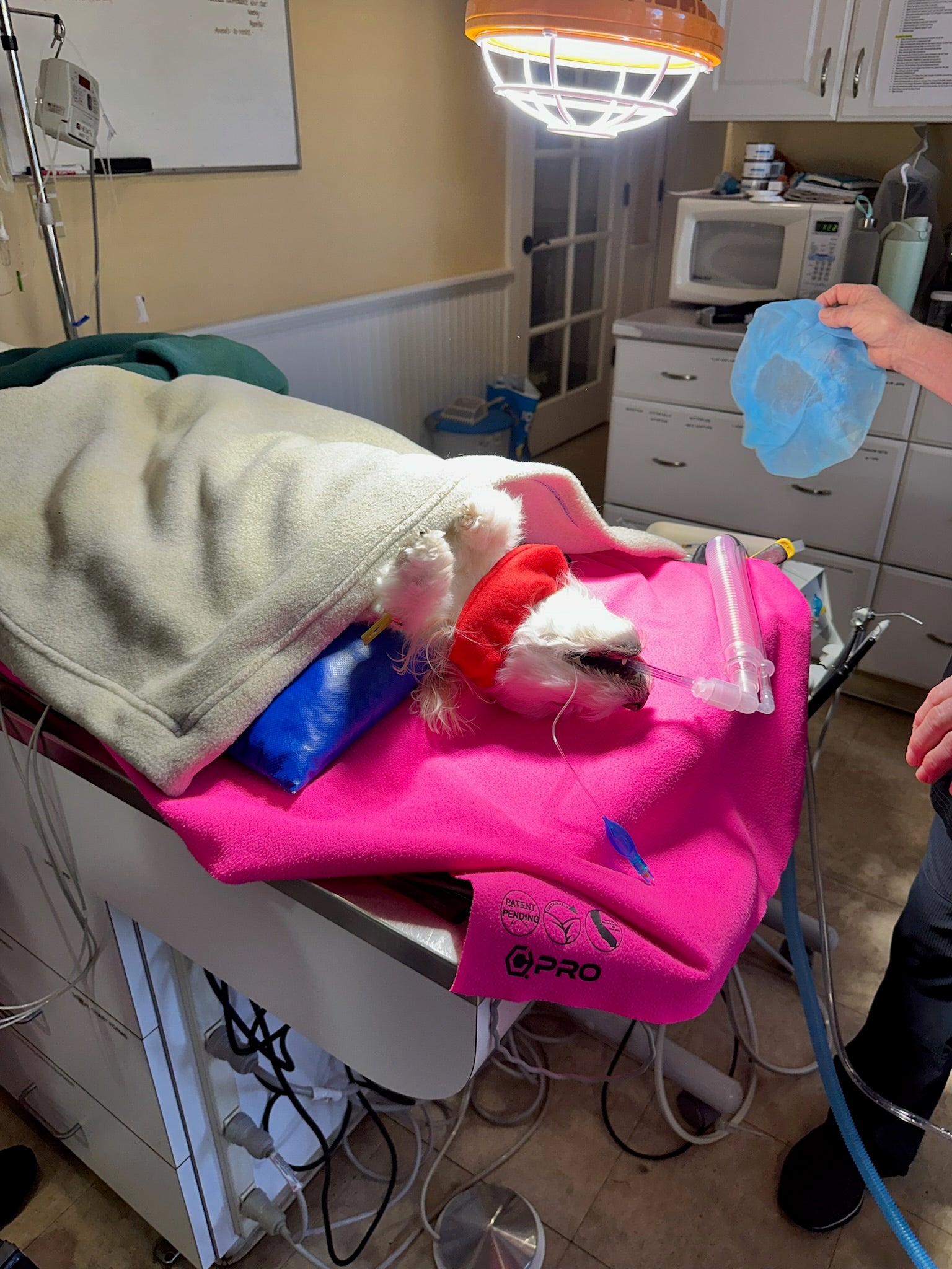 Small animal on a pink table with medical equipment in a clinical setting