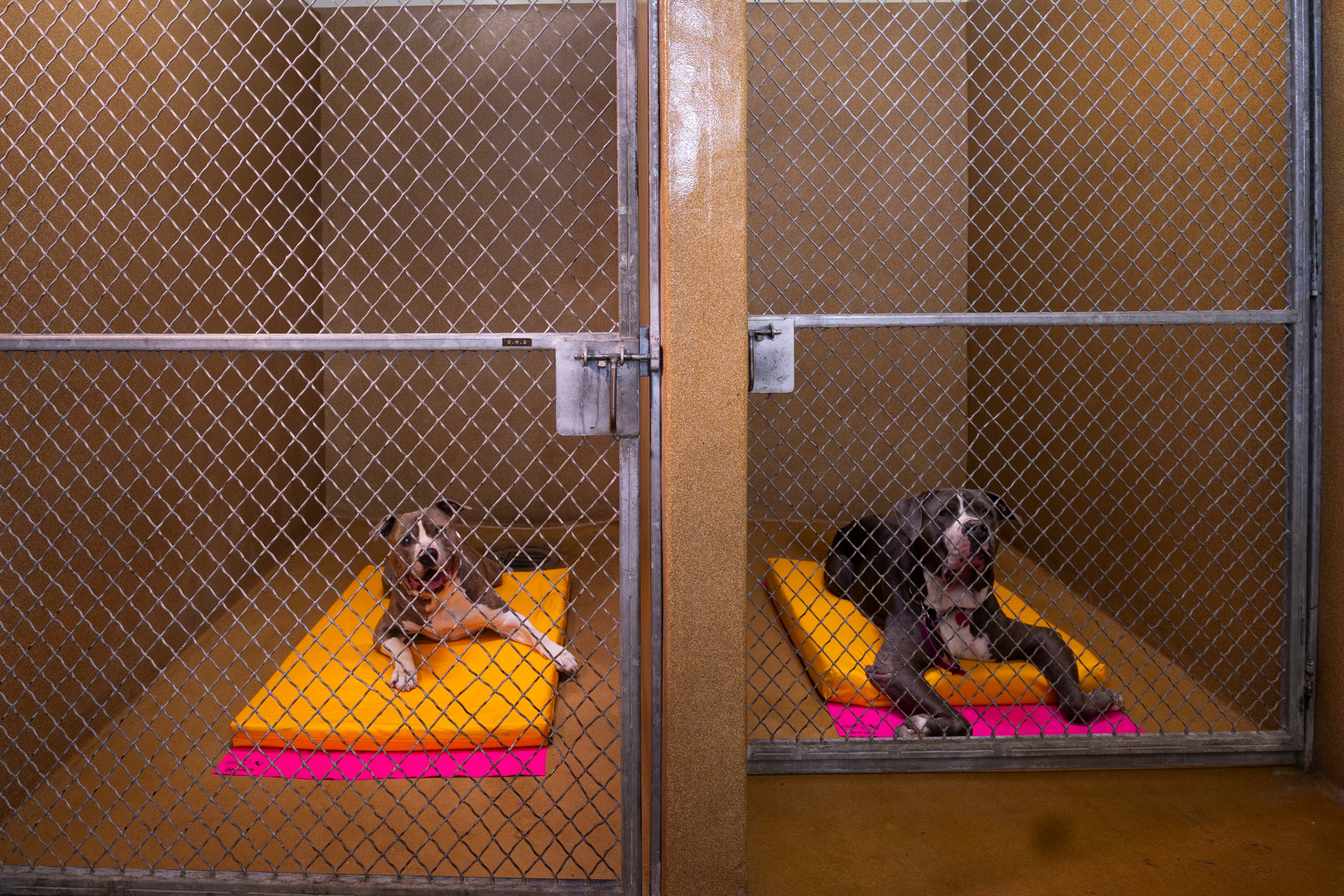 Kennel Recovery Cushions