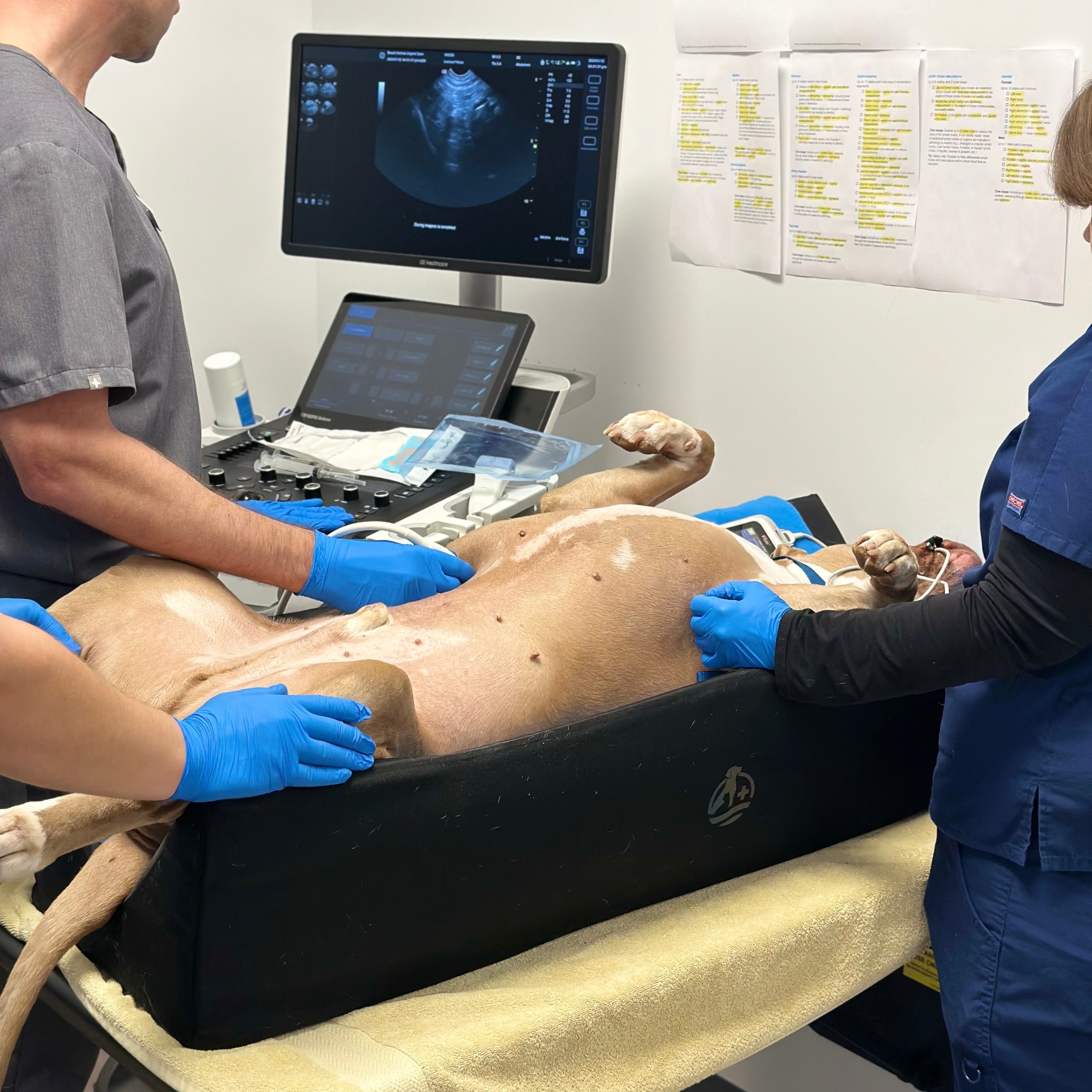 X - rays/Ultrasounds Pet Positioner - Contingenci Pro-Vet, Veterinary V-Trough animal positioning aid.
Secure small animal V-Trough for exams.
Veterinary radiology V-Trough support.
Non-slip V-Trough for veterinary clinics