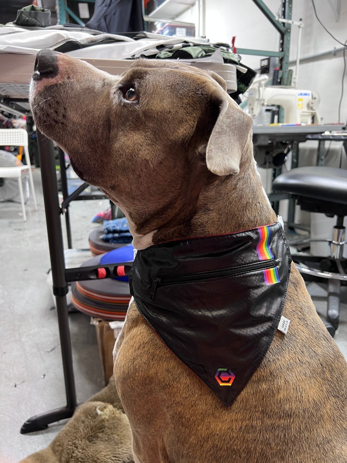 KANO PET BANDANA - Contingenci Mask