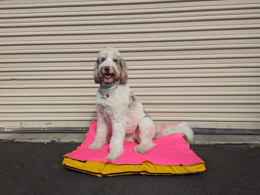 Contingenci by Good Human: Pioneering Sustainability in Veterinary Care with Innovative Anti-Slip Fleece Mats - Contingenci Mask