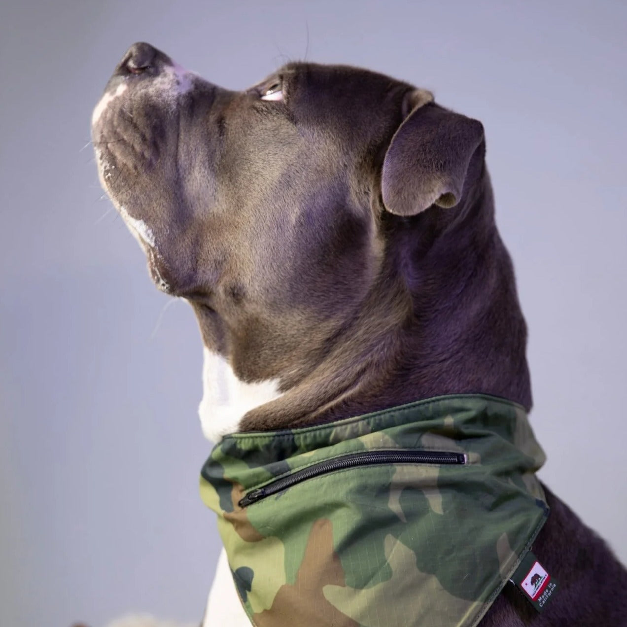 A dog wearing a sustainable pet product.