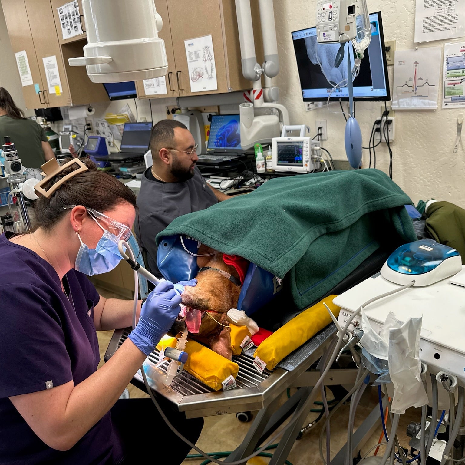 A veterinarian in purple scrubs and a face mask performs oral examination on a dog under anesthesia in a busy veterinary clinic operating room.