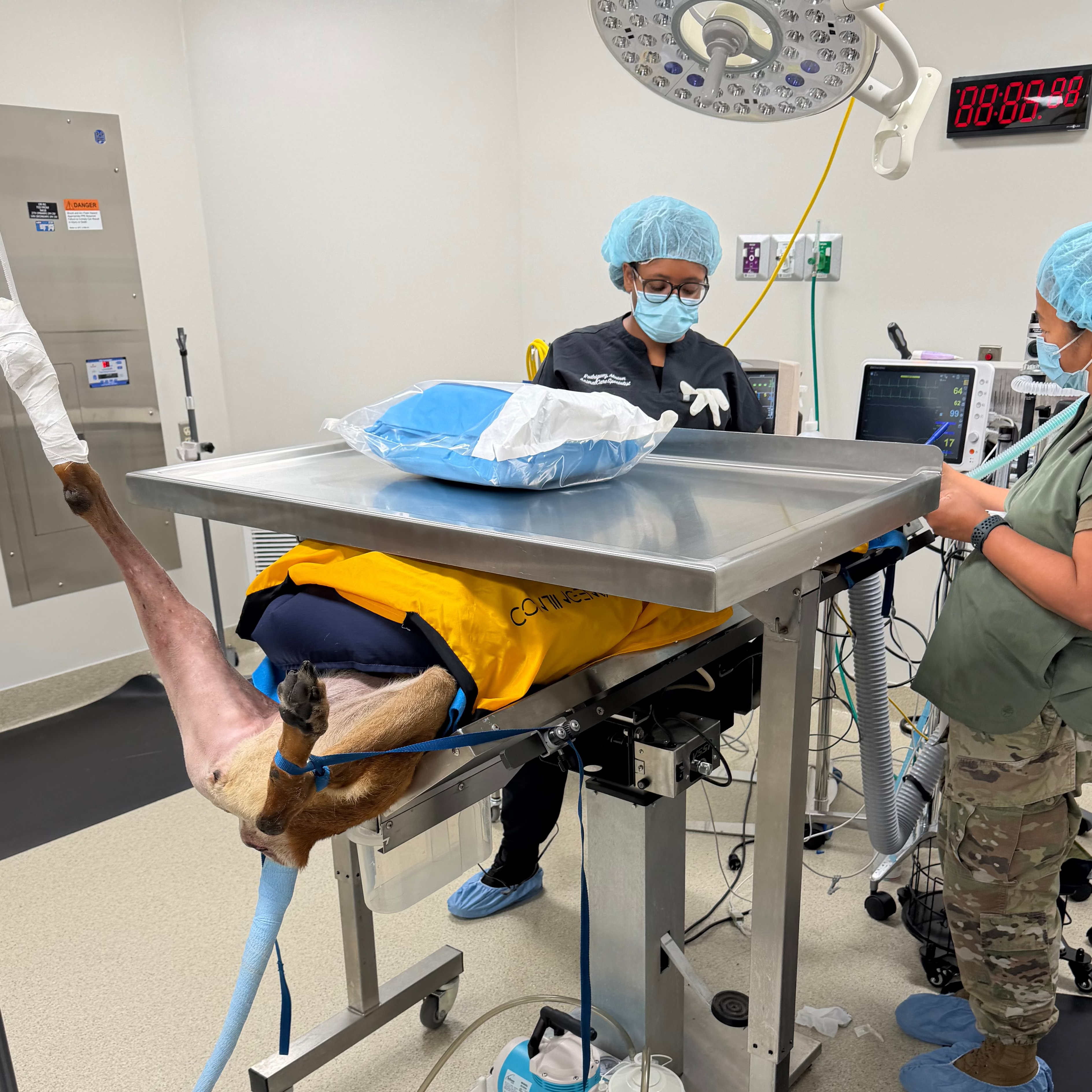 A veterinary operating room scene with a dog lying on a surgical table, covered with a yellow blanket, while two veterinarians in blue caps, masks, and scrubs attend. Medical equipment, monitors, and an overhead operating light are visible in the bright room.