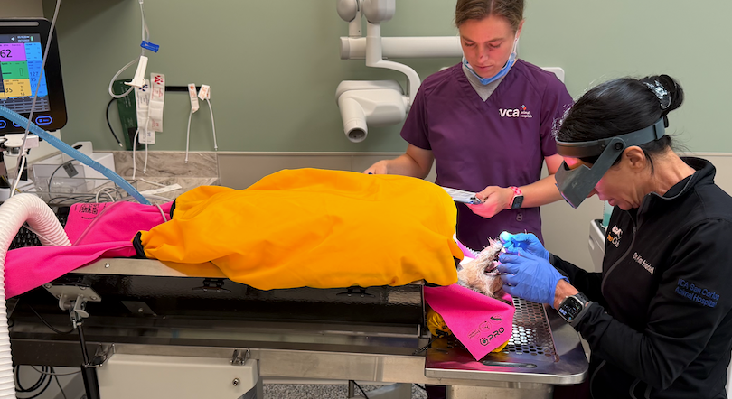 Tech Week No Chills Dental Kit