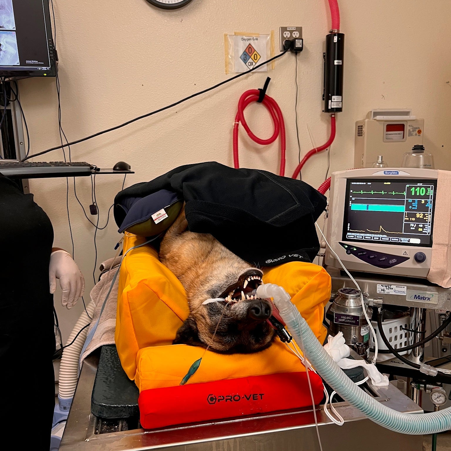 A dog lies on a veterinary exam table covered with a black blanket, with an orange and red Pro-Vet recovery cushion underneath. The room contains medical equipment, including a monitor, wall clock, and tubing.